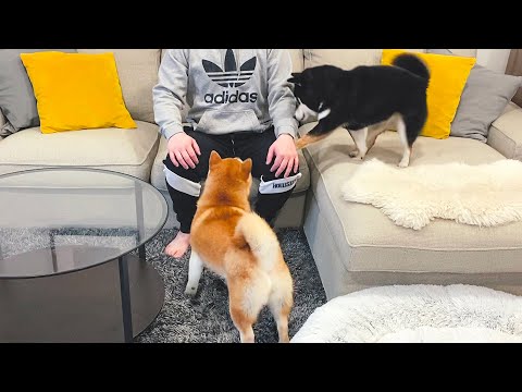 當主人回家不摸狗狗，柴犬會有什麽反應？
