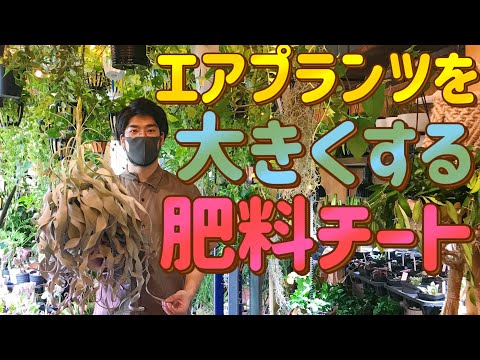 空气凤梨施肥は月1回4分の1濃度でOK！開花率UPのコツ