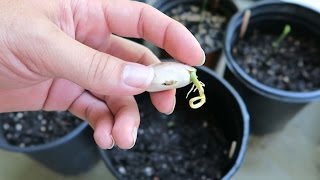 How to Plant Jack fruit Seedling