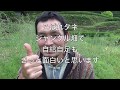 【極楽農法？】たね蒔きすらしないで、自然生えで野菜を育てる/こぼれタネで自給自足