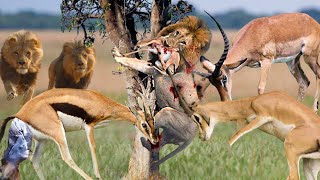 Intense Battle! Angry Impala Attacks And Kills Lion With Horns To Save Her Calf - Lion vs Impala