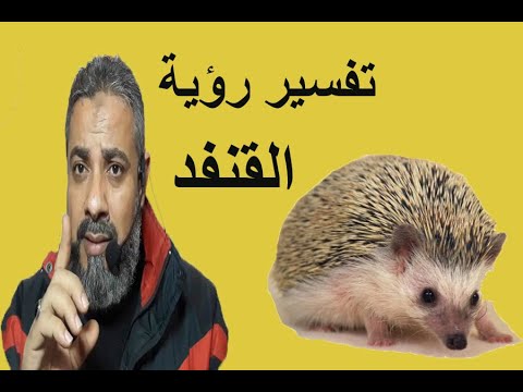 فيديو: لماذا يحلم القنفذ في المنام