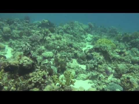 Diving: Best of Dahab