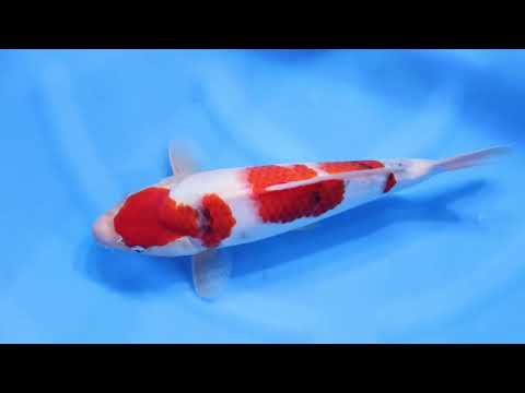 GK-1921 - Showa - Dainichi