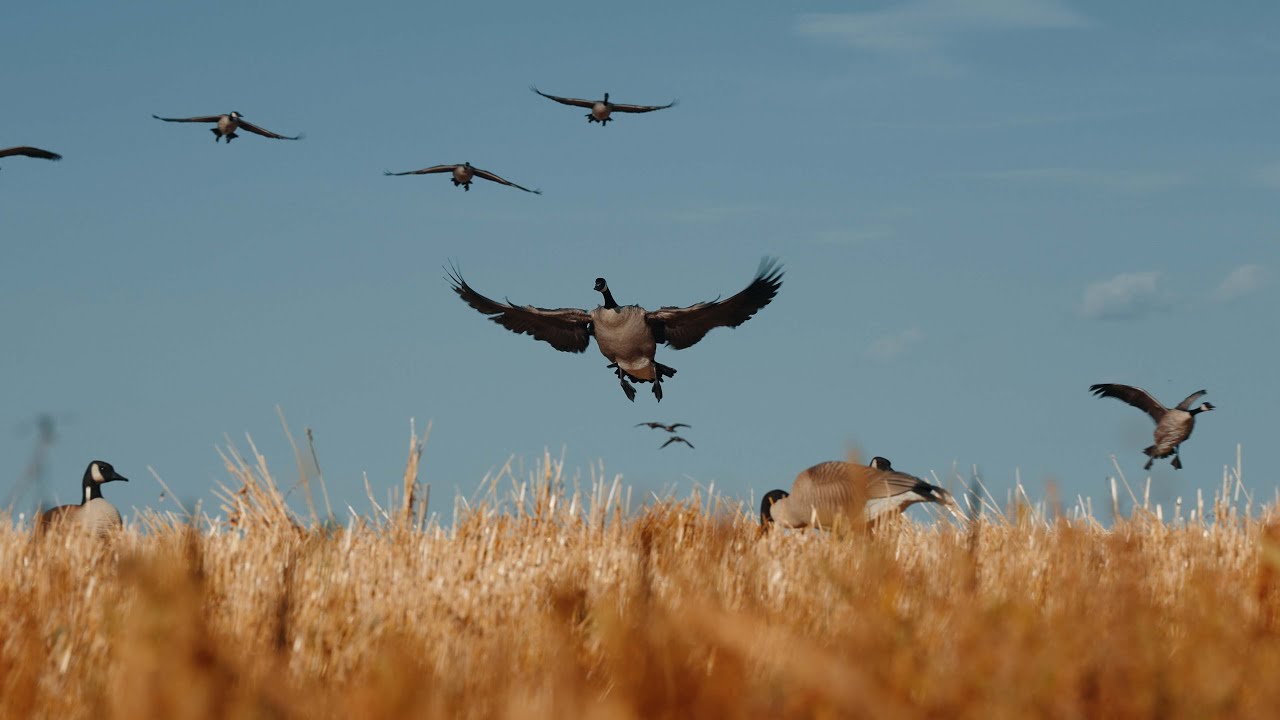 The Ultimate Waterfowl Hunting Experience | Jay Siemens on Birdtail Waterfowl