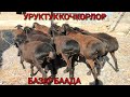 АРЗАН  БААДА УРУКТУКА 🐏ГИСАР КОЧКОРЛОР САТЫЛАТ