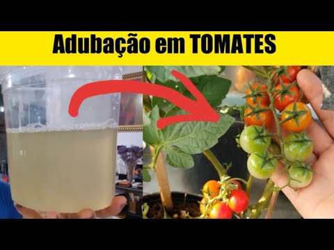 Vídeo: A planta de tomate não está produzindo: flores de planta de tomate, mas nenhum tomate cresce