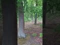 Oto nój piesek i trzeci lasek bukowy.
