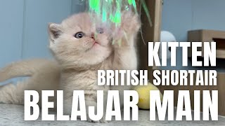 Bermain Dengan KITTEN British Shorhair Cream!