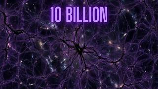 Celebrity Millennium Simulation: The Cosmic Web Revealed Wealth