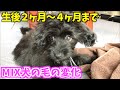 生後２ヶ月〜４ヶ月までのMIX犬の毛の変化【一人暮らしで犬を飼う】『チワプーのバーディ』