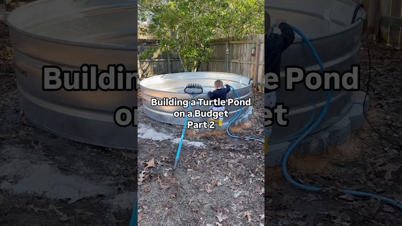 Buiding a turtle pond on a budget part 2