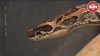 Rare, strange deaths from python Wealth