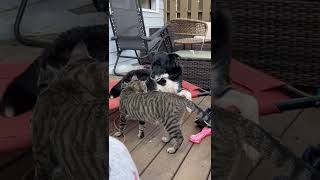 Cat and Dog Kisses #shorts