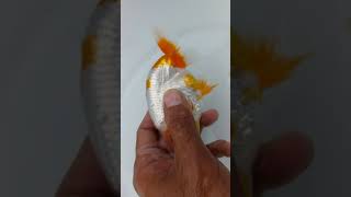 DSCF0467