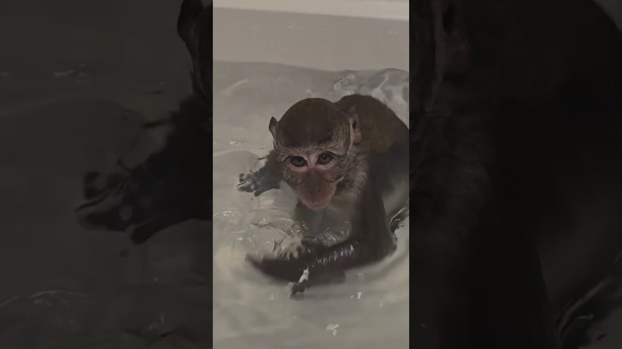 Monkey Maverick refuses to get out of the bath.
