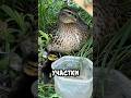✅ ДЕНЬ РОЖДЕНИЯ УТЯТ 🦆🐥🐥🐥🐥