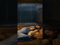 Taking Refuge In A Stable ON A Rainy Holy Night #sleepsounds #rainsounds #deepsleep