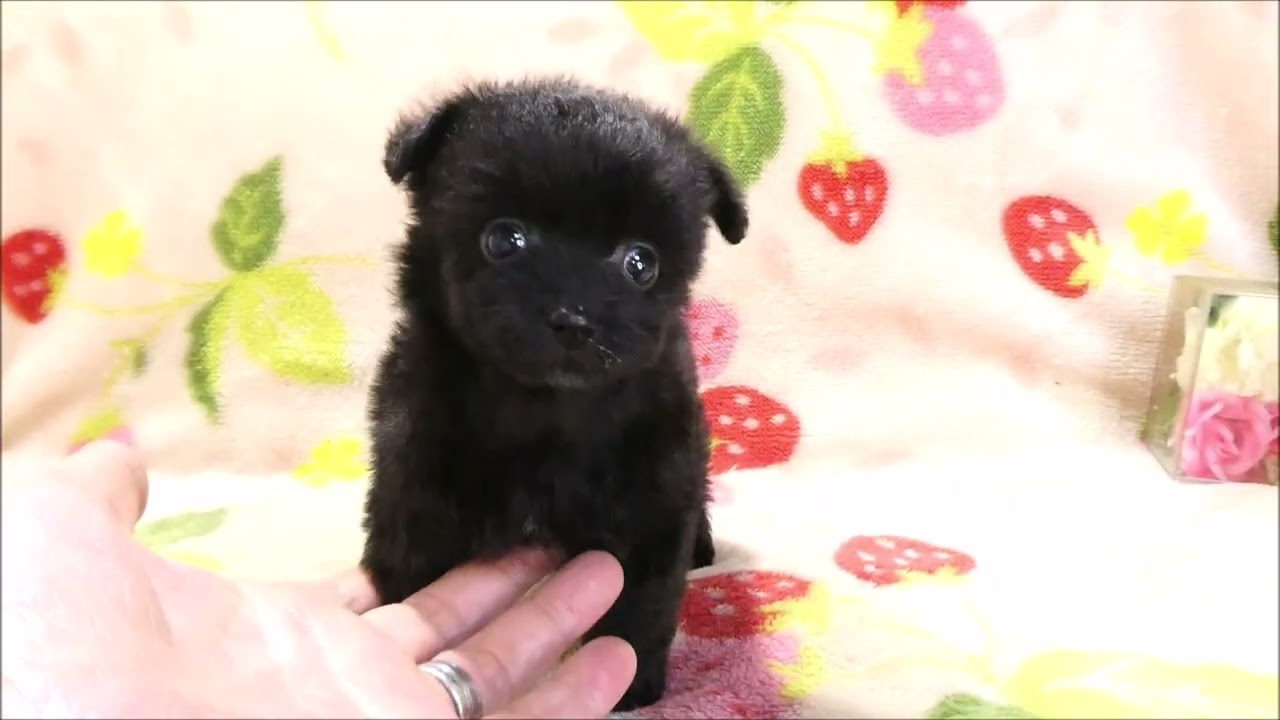 トイプー♂ブラック11 11s