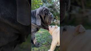 Bulldog vs. Mastiff fight  | Dog fight #shorts #fight #dog