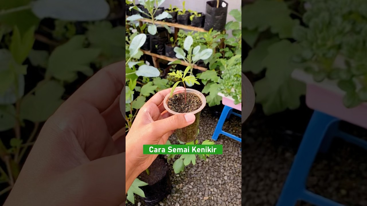 Cara semai kenikir