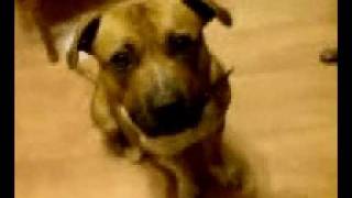 Staffy Harry Saying Hes Name And I Love You