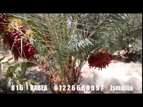 مزارع للبيع بالاسماعيلية محافظة الاسماعيلية عقارات الاسماعيلية 01226668997 ربيع للعقارات