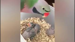 Papağanda Olsa Anne İşte Evlat Sevgisi Bambaşka Birşey İzleyin Derim....