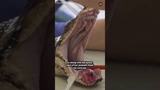 Reticulated Python Jodie Foster Undergoes World First Cancer Treatment