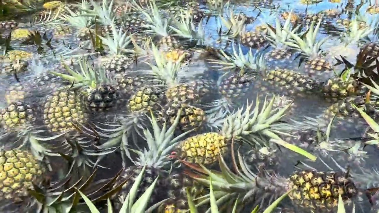 A sea of pineapple 🍍 in Hawaii | Visit the Dole Cannery on tour with DanielsHawaii
