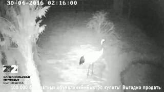 Японские журавли. Муравьевский парк. Вольер. Японские журавли. Муравьевский парк. Вольер.