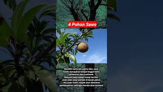 7 Jenis Pohon yang disukai Makhluk Halus #Shorts