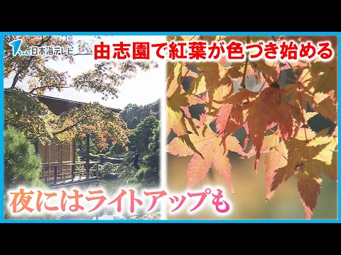 【夜にはライトアップも】日本庭園・由志園で紅葉が色づき始める　島根県松江市