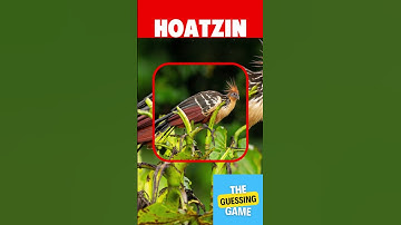 GUESS THE BIRD IN 3 SECOND #gk #quiz #BIRD