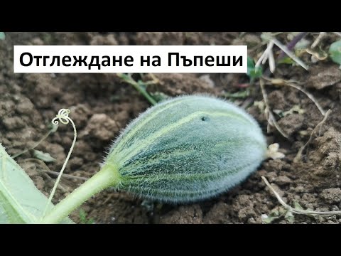 Видео: Засаждане на пъпеш - Как да отглеждаме пъпеши от пъпеш