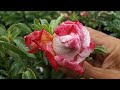 Rosa do deserto - Como eliminar Ácaros - Jardim do Márcio