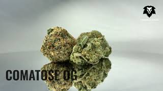Chronic Haze - Comatose Og