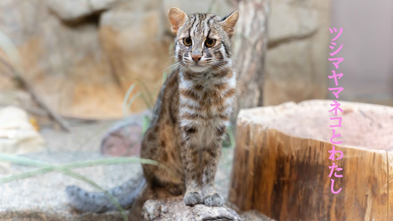 ツシマヤマネコとわたし。～ いのちの尊厳、野生動物と人間の共生