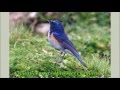 Голоса птиц уссурийской тайги. The song of birds