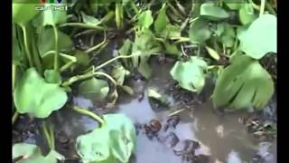 Crab Farming methods In Viet Nam
