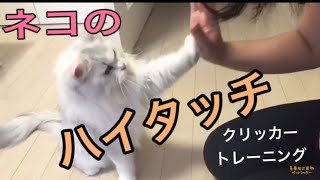 ネコにクリッカートレーニングでハイタッチを教える方法 Cat clicker training Highfive