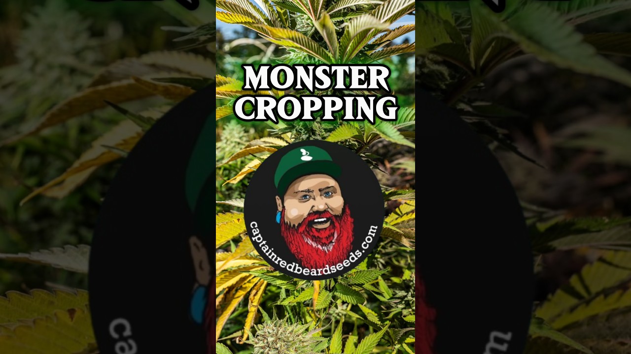 MONSTER CROPPING With Captain Red Beard