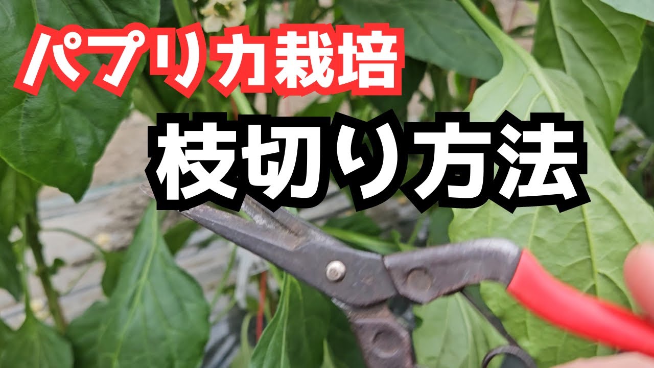 【パプリカの育て方】枝切り方法「何本仕立てにするか？」百瀬農園