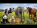 50 Cute Animal Sounds ???????????? | Cat, Cow, Elephant, Lion, Dog, & Sheep Sounds for Kids