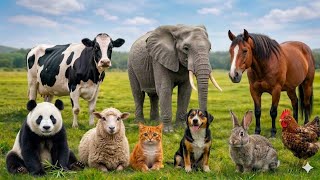 50 Cute Animal Sounds 🐱🐮🐑 | Cat, Cow, Elephant, Lion, Dog, & Sheep Sounds for Kids screenshot 2