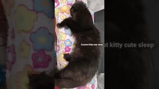 Coconut Kitty Cute Sleeps