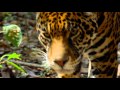 Video de Calakmul