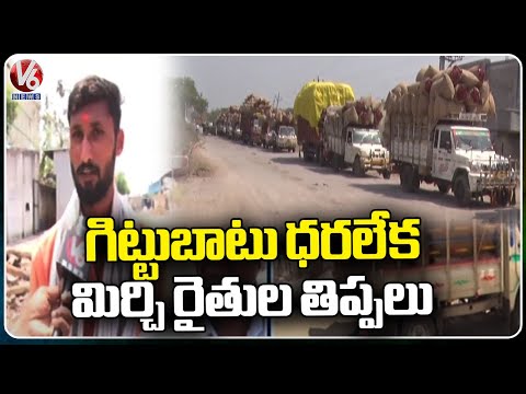 Farmers Worried Over No Increase In Price For Mirchi | Warangal | V6 News - V6NEWSTELUGU