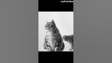 if BTS were a cat band....|| Butter MV