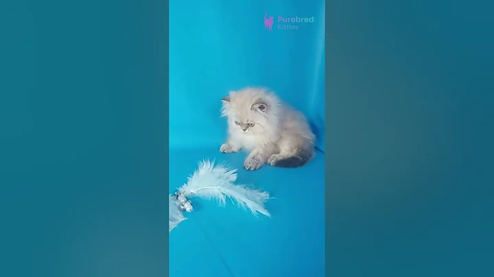 Video 11321571: persian kitten, blue tabby point, meet persian, persiankitten